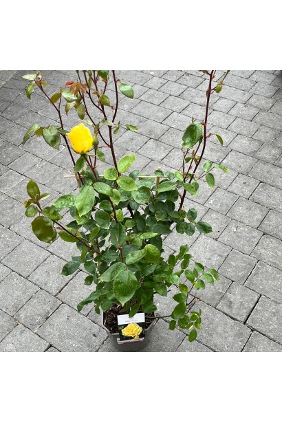 Троянда плетиста Голден Шауерс в контейнері